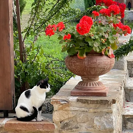 Aurelia Villa